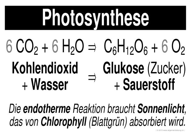 w_LernPlakate_BIO_Stoffkreislauf-Photosynthese.jpg (617723 Byte)