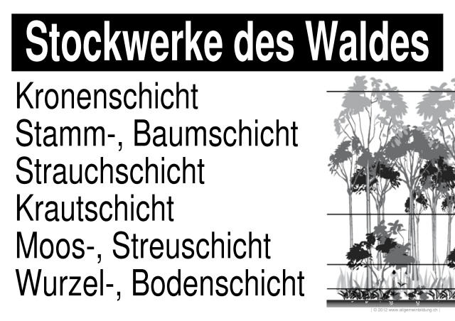 w_LernPlakate_BIO_Wald-Stockwerke.jpg (670065 Byte)