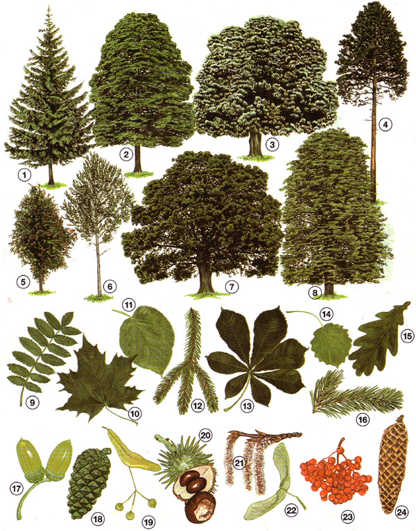 Bäume - arten kennenlernen und bestimmen