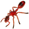 ant | fourmi