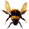 bee | abeille