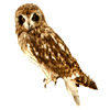 owl | hibou