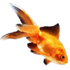 goldfish | poisson rouge