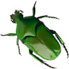the beetle | le coléoptère