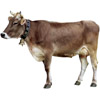cow | vache