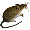 Maus - mouse - souris - topo - ratn