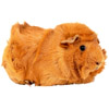 guinea pig | cochon d’Inde