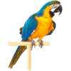 the parrot | le perroquet