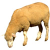 the sheep | le mouton