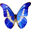butterfly | papillon