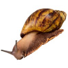 snail | escargot
