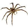 spider | araignée