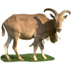 the goat | la chèvre