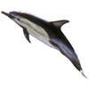 dolphin | dauphin