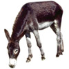 Esel - donkey - ne - asino - burro | asno