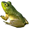 Frosch - frog - grenouille - rana - rana