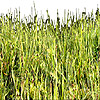 grass | herbe