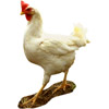 the chicken | la poule