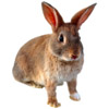 Kaninchen - rabbit - lapin - coniglio - conejo
