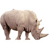rhinoceros | rhinocéros