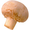 the mushroom | le champignon