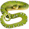 Schlange - snake - serpent - serpente - serpiente