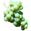 the grape | le raisin