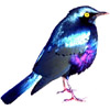 Vogel - bird - oiseau - uccello - pjaro